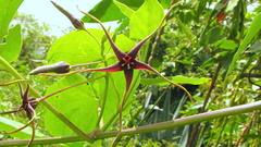 Oxypetalum harleyi