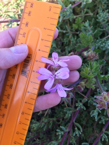 Pelargonium capitatum