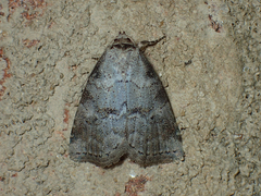 Hyperstrotia pervertens