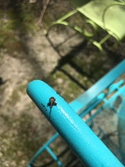 Anthonomus quadrigibbus