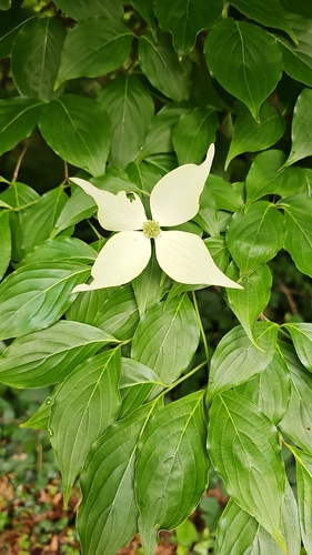 Cornus kousa