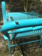 Anthonomus quadrigibbus