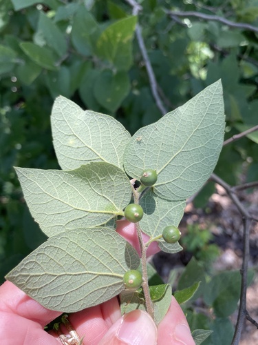 Celtis reticulata (Celtis reticulata)