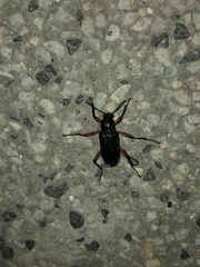 Strongylium erythrocephalum