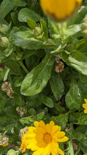 Calendula officinalis