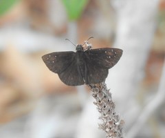 Ephyriades brunnea floridensis