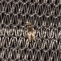 Lepidopsocidae