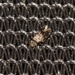 Lepidopsocidae
