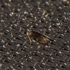 Lepidopsocidae