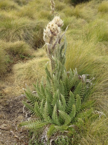 Afroalpine Thistle