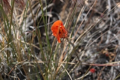 Calochortus kennedyi