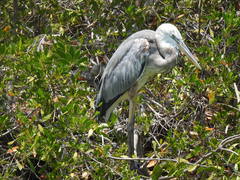 Ardea herodias occidentalis × wardi