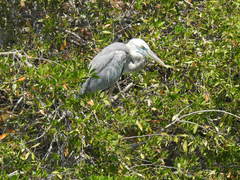 Ardea herodias occidentalis × wardi
