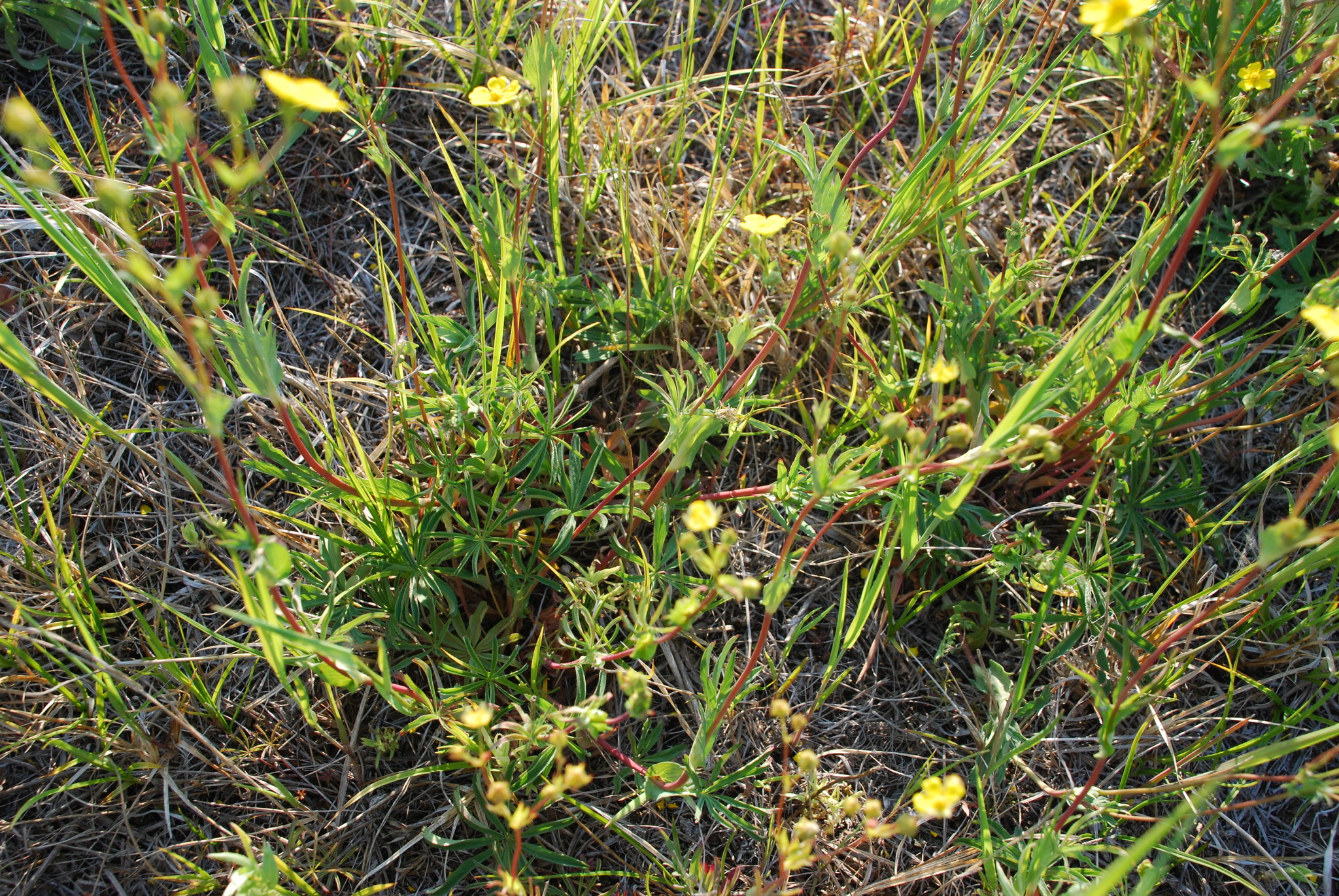 Potentilla stipularis