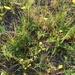 Potentilla stipularis - Photo (c) Оlga Сhernyagina, algunos derechos reservados (CC BY-NC), uploaded by Оlga Сhernyagina