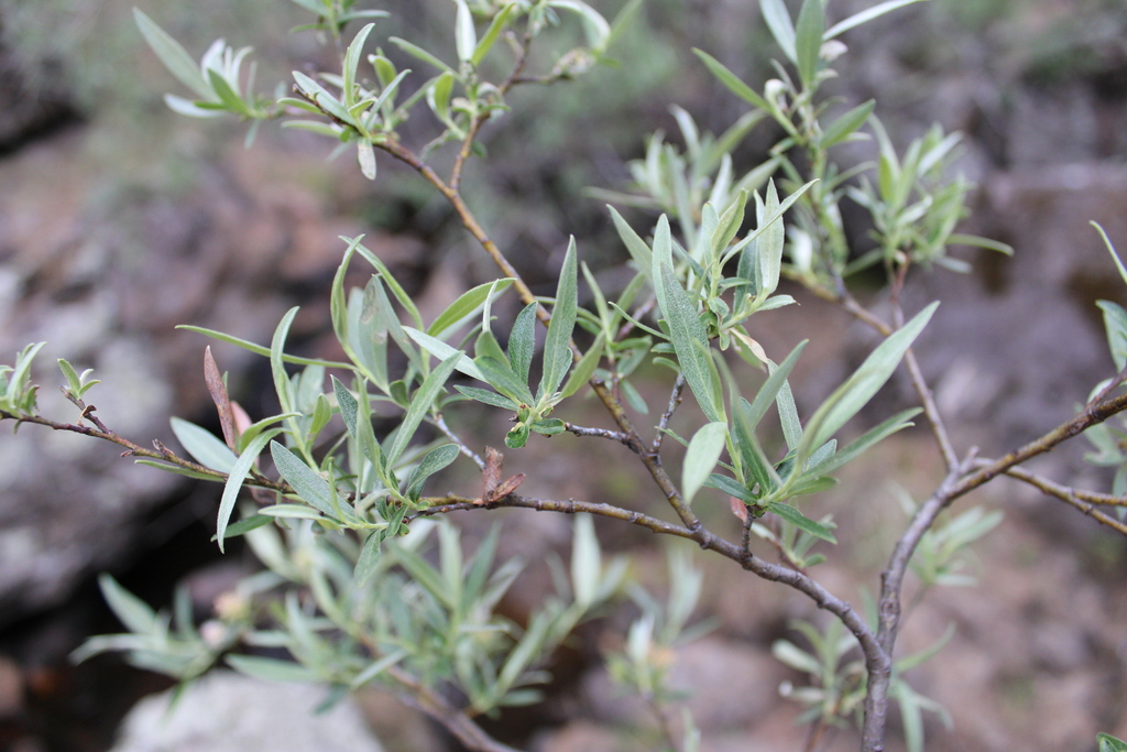 Salix jaliscana