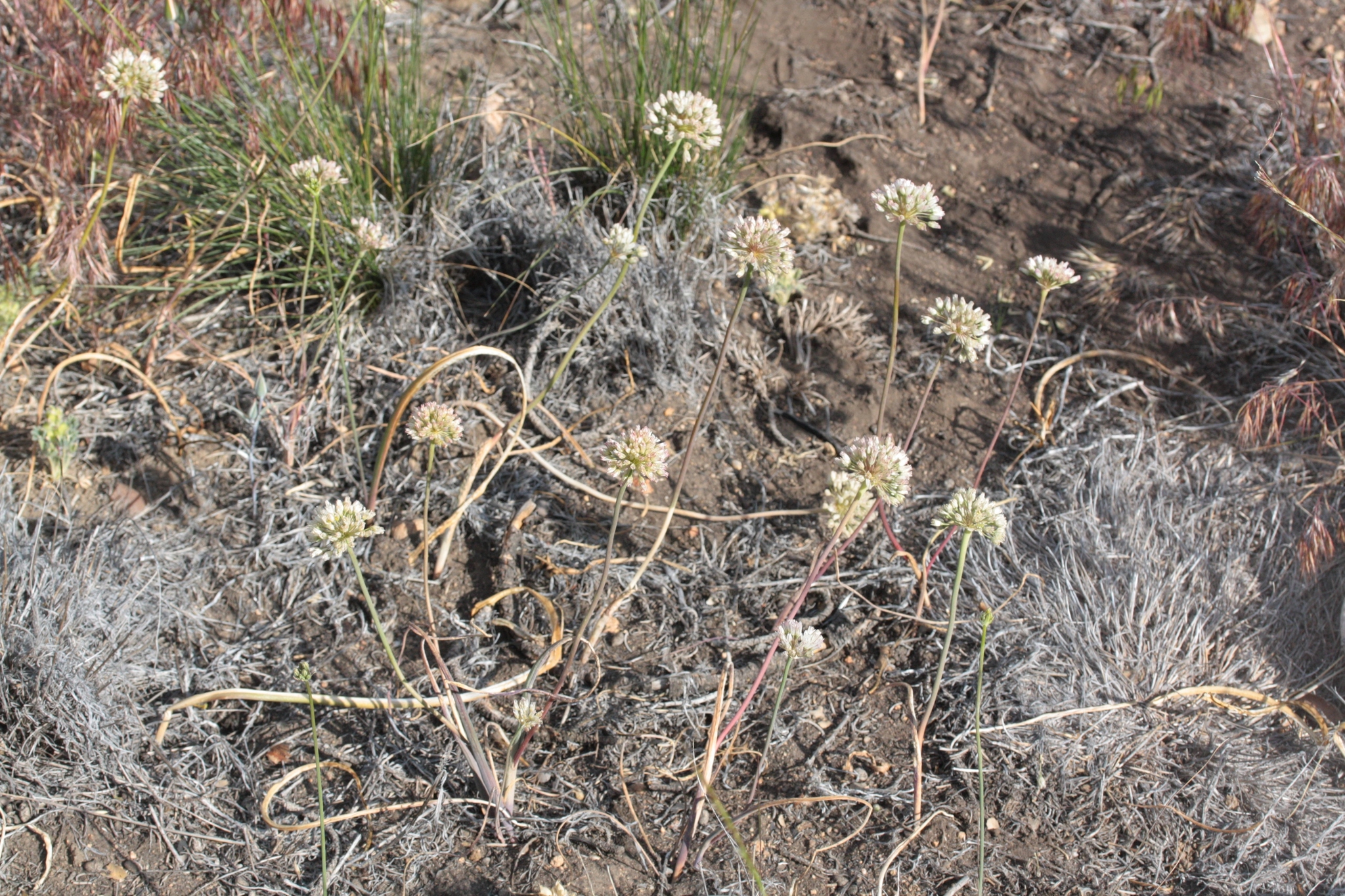 Allium howellii var. clokeyi
