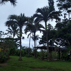 Carpoxylon macrospermum