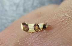 Telecrates laetiorella