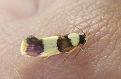 Telecrates laetiorella