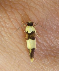 Telecrates laetiorella