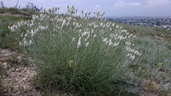 Jurinea stoechadifolia