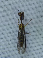 Spaminta minjerribae