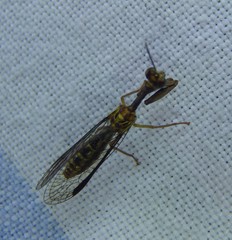 Spaminta minjerribae