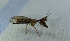 Spaminta minjerribae