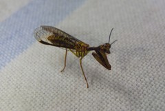 Spaminta minjerribae