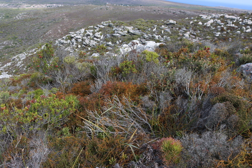 Image of Heathlike Heath (Erica ericoides) by (c) Tony Rebelo, some rights reserved (CC BY-SA)