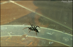 Trachyzelotes pedestris