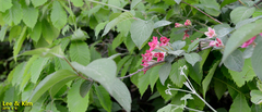 Weigela subsessilis