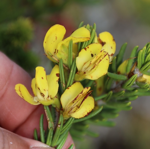 Peninsula Honeybush (Cyclopia galioides)