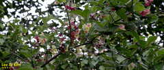 Weigela subsessilis