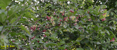 Weigela subsessilis