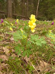 Corydalis bracteata