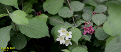 Weigela subsessilis