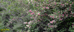 Weigela subsessilis