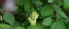 Weigela subsessilis