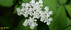 Cardamine leucantha