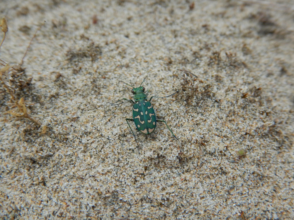 Lophyra flexuosa