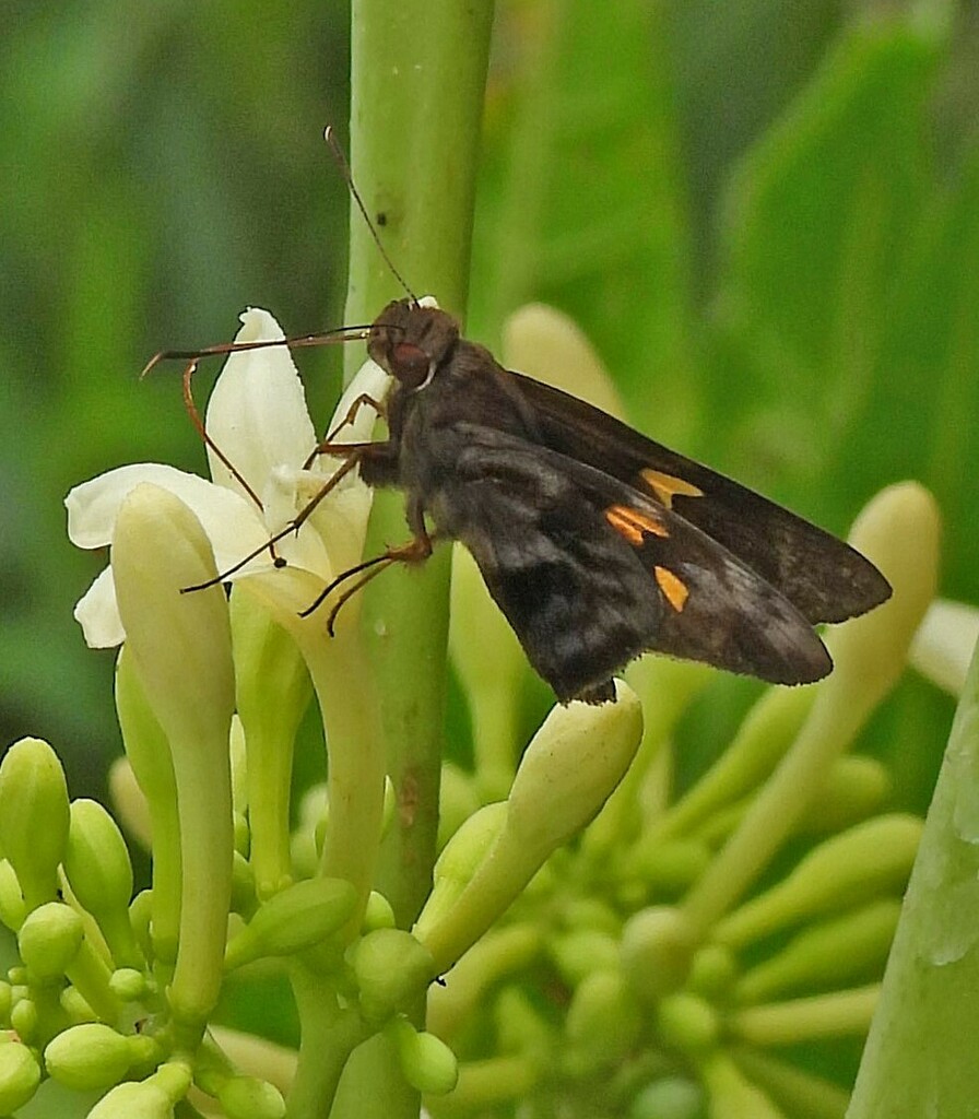Lotus Ruby-eye