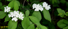 Cardamine leucantha