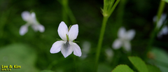 Viola acuminata