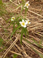 Anemonoides caerulea