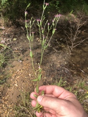 Centaurium pulchellum