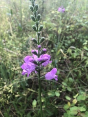Physostegia longisepala