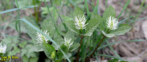 Chloranthus fortunei, photograph 6
