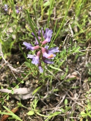 Astragalus distortus engelmannii